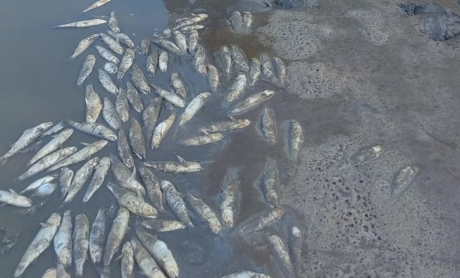 Mueren miles de peces en laguna de Chautengo en Florencio Villarreal